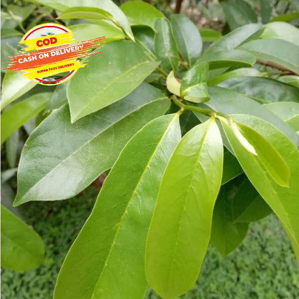 

Daun Sirsak Segar Per 50 Lembar