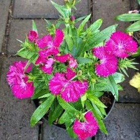 Bibit Bunga Anyelir Dianthus Ungu