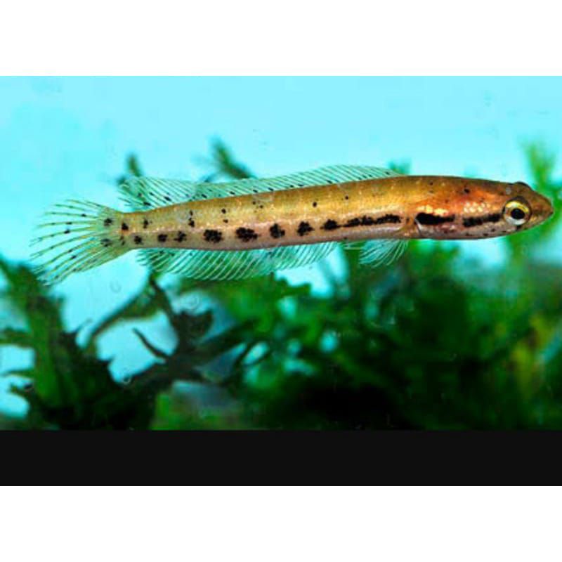 banka gabus hias 6cm