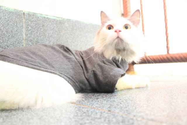 Kaos ala korea turtleneck untuk kucing dan anjing /Jual Baju Kucing Murah Terlengkap Size S-XL