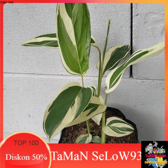 tanaman hias ubi garut/varigata/ patat varigata