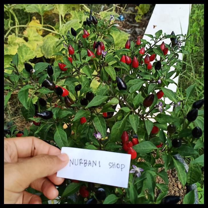 

Buruan Serbu 35 Buah Kering Cabe Cabai Hitam Hias Chili Black Peppers