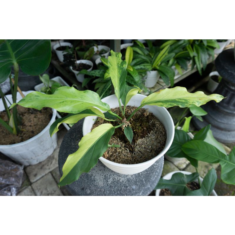 Gelombang Cinta Variegata Varigata