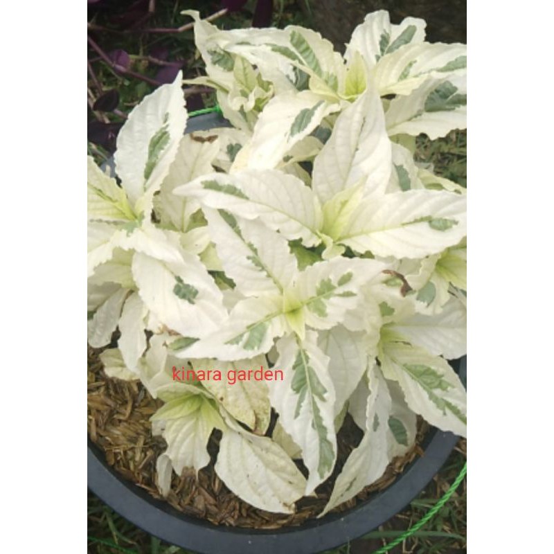 tanaman hias ruellia