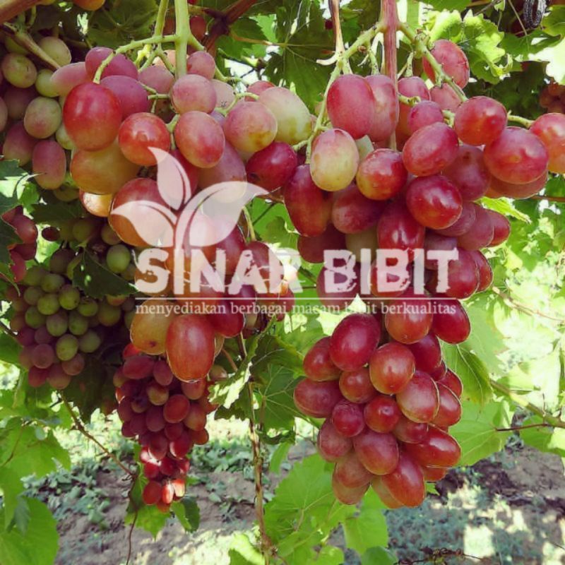 bibit anggur import ninel super manis