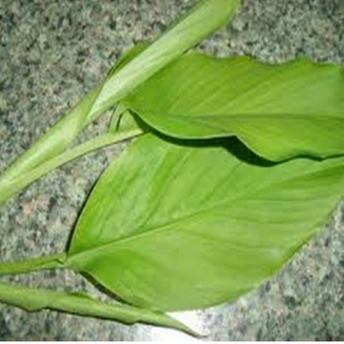 

Daun Kunyit Segar - 1 ikat