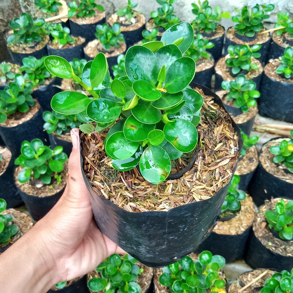 Bibit Dolar Mangkok Mikro Bahan Grafting Bonsai Ori