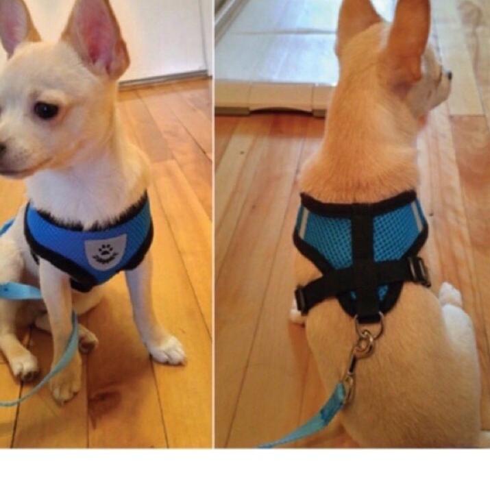 ♫ ROMPI ANJING ROMPI KUCING HARNESS ROMPI TALI ROMPI KUCING TALI ANJING TALI KUCING HARNES KUCING  .