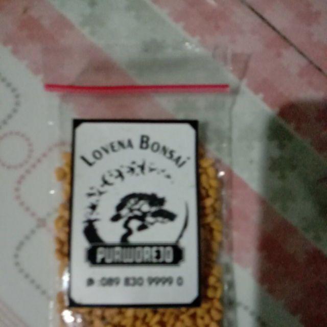 Berisi 500 Biji Benih Bonsai Kawista Batu / Kawista Kerikil Siap Semai