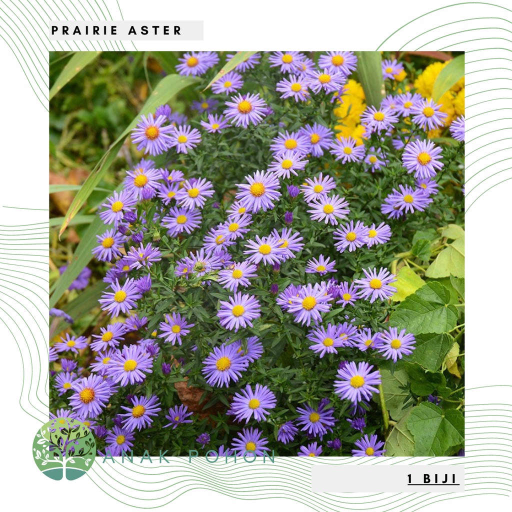 Benih Bibit Biji - Bunga Prairie Aster (Aster tanacetifolia) Flower Seeds - IMPORT