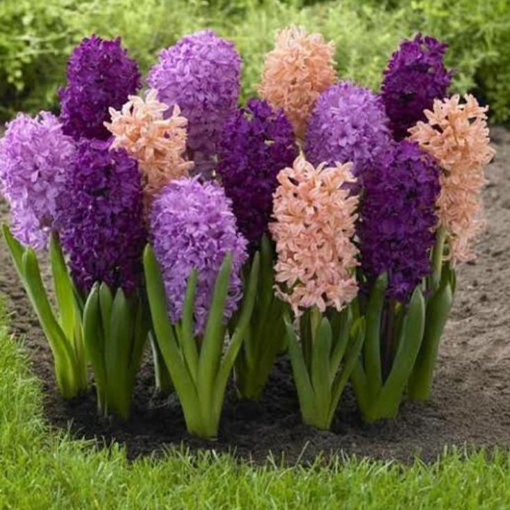 

Hot!! Umbi hyacinth import