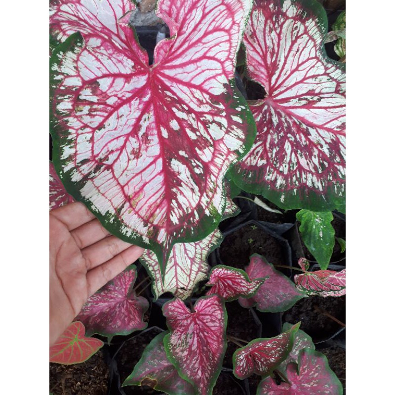 caladium pink rose / pinkrose/ caladium thay beauty / whorton pink