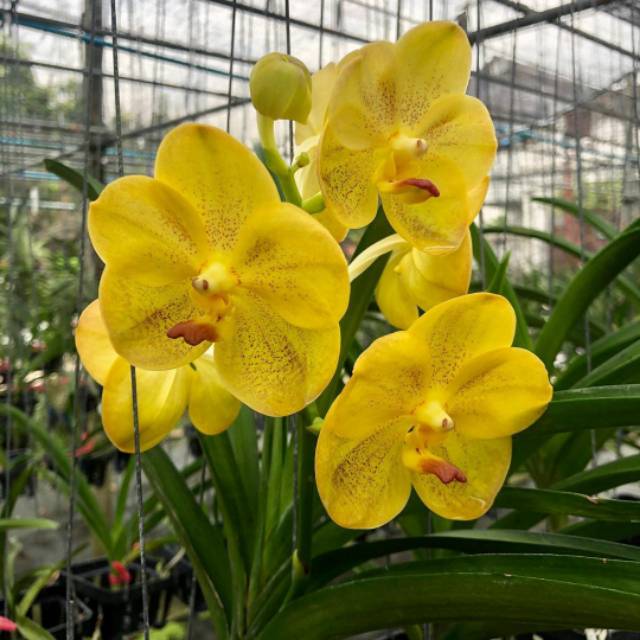 Vanda dewasa
