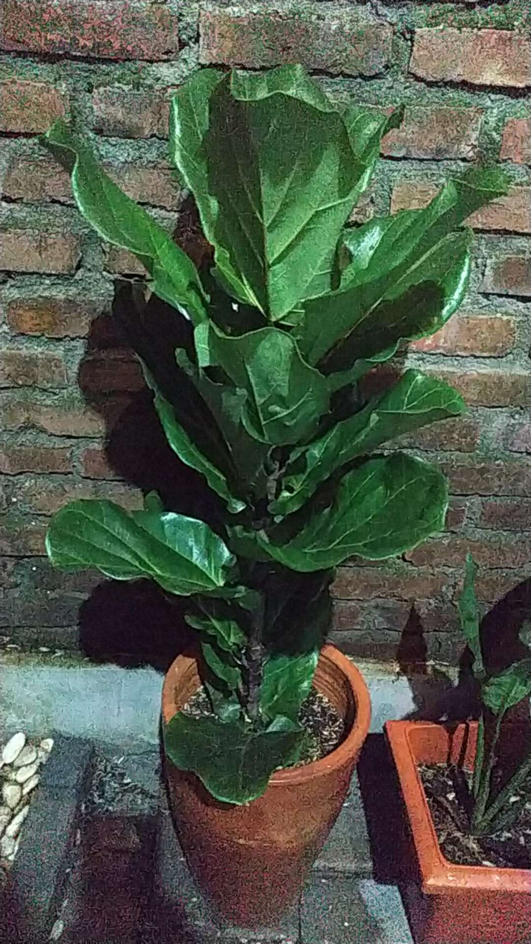 Tanaman Hias Outdoor Ketapang Biola Cantik