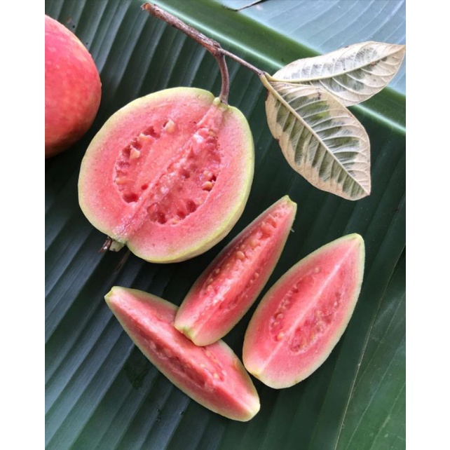 Bibit Jambu Varigata Jambu Sukun Jambu Kristal Jambu Krikil Jambu Australia Jambu Guava  Bahan Bonsa