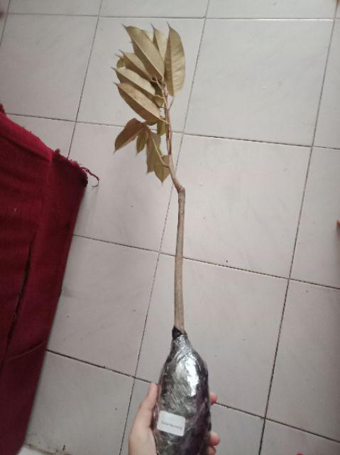 Bibit Tanaman Buah Durian Montong