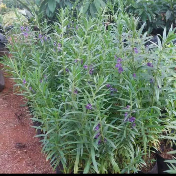 Tanaman Hias Lavender - Pengusir Nyamuk Tanaman Anti Nyamuk - Lokal