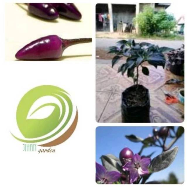 bibit pohon cabai ungu/tanaman buah cabai cabe rawit ungu