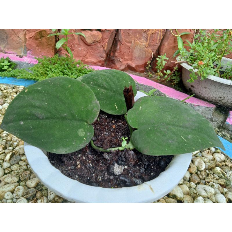 scindapsus jade satin