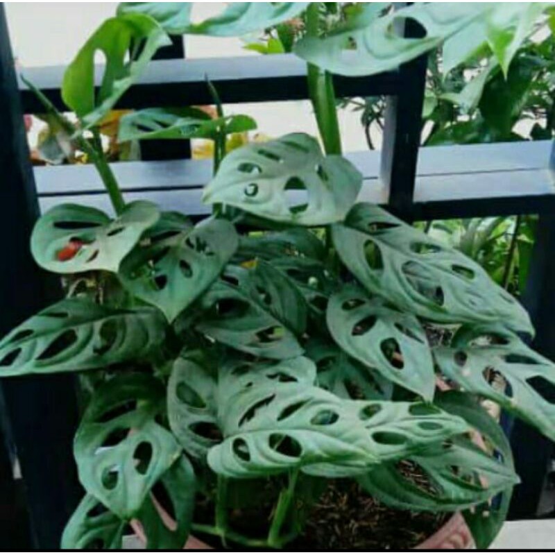 Tanaman hias janda bolong-pohon janda bolong