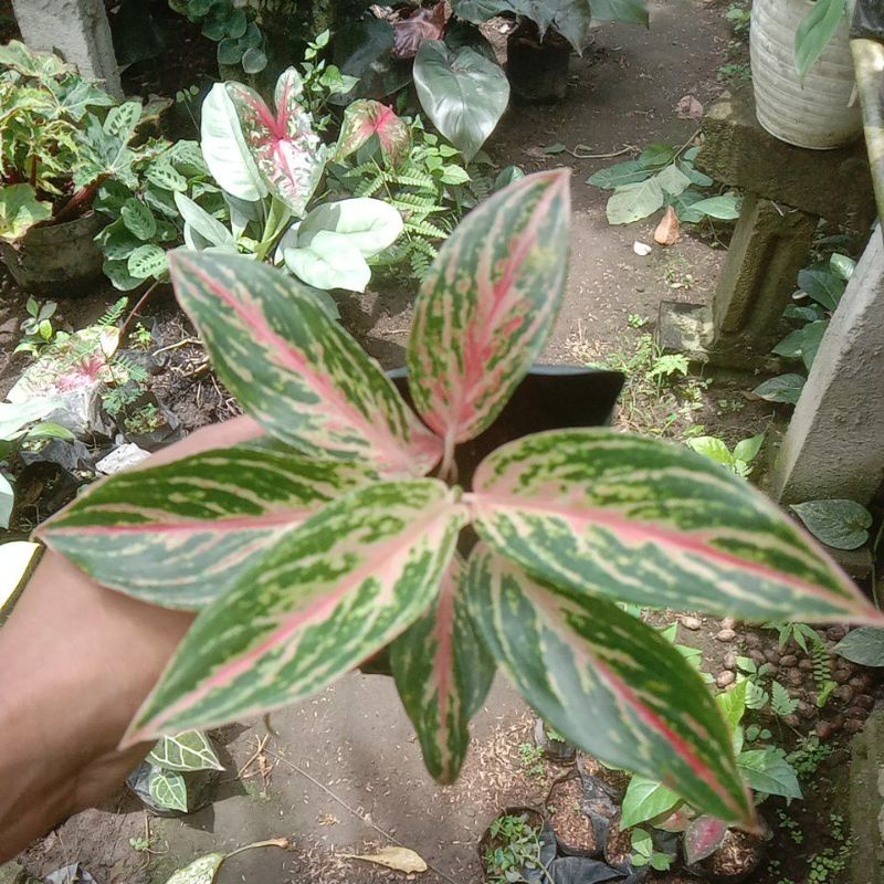aglaonema butterfly