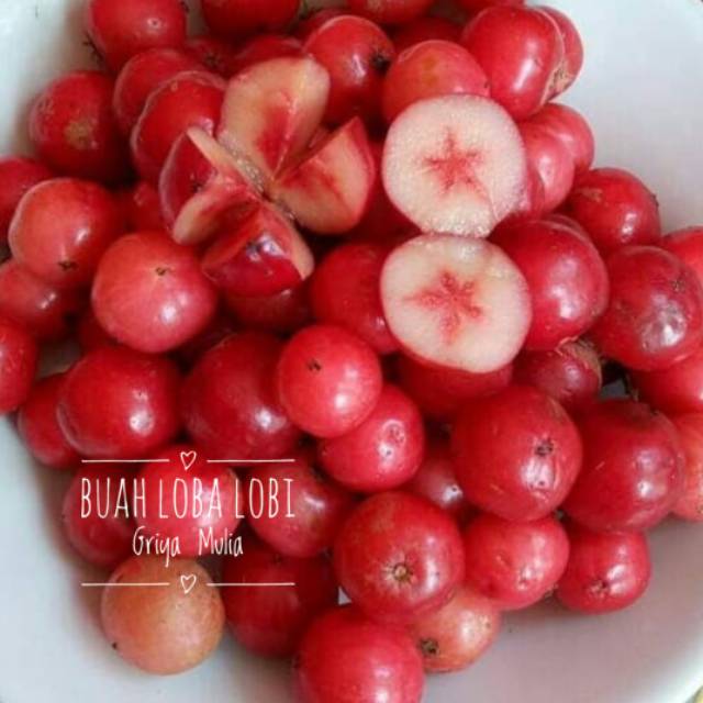 

Buah loba lobi fresh organik baru petik 1 kg
