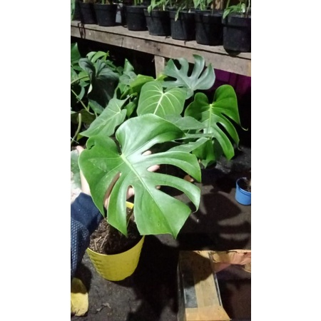 monstera Deliciosa king
