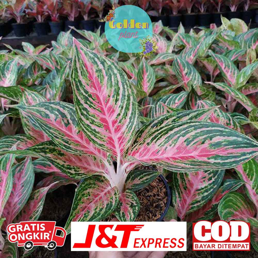 Alonema Butterfly Tanaman Hias Bunga Aglaonema Butterfly bonggolan/akar