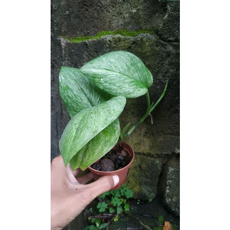 Scindapsus Treubii Mint