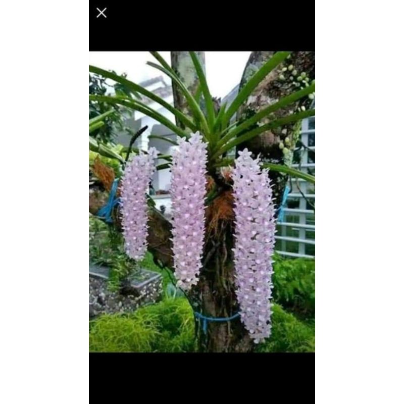 Anggrek ekor tupai rhyncostylis retusa spike siap berbunga