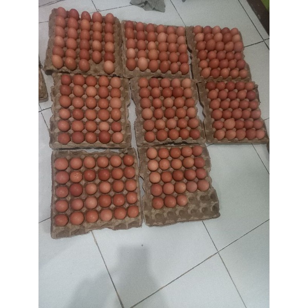 

Telur ayam 1kg