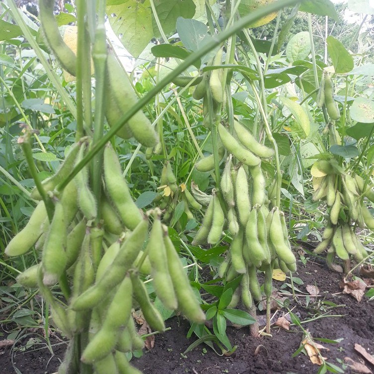 5 Bibit Kedelai Edamame Super Benih Sayuran Super Ryoko 75 Kacang Jepang Unggul Tanaman Sayur