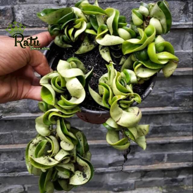 Tanaman hias gantung hoya compacta hoya kriwil