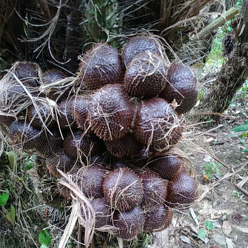 

salak