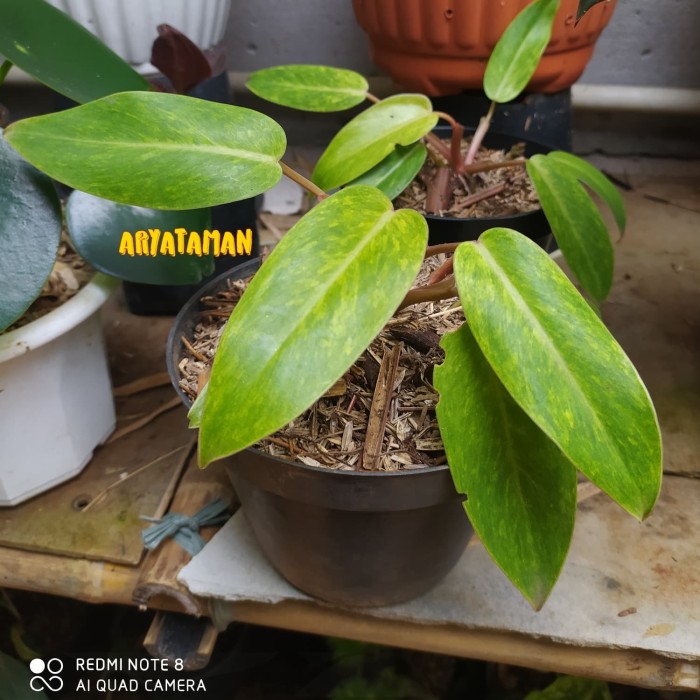 PHILODENDRON PAINTED LADY | TANAMAN PHILODENDRON PAINTED LADY