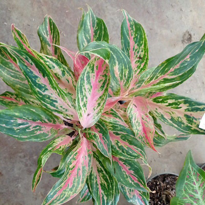 aglonema butterfly kk sinta