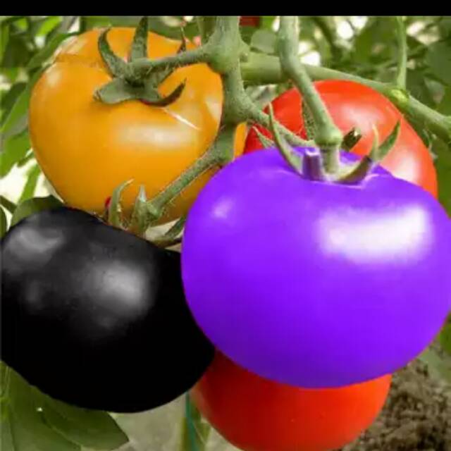 tomat pelangi