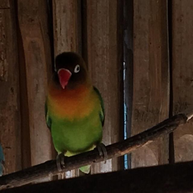 Khusus Cod Bandung Harga Termurah Burung Lovebird Anakan Juara
