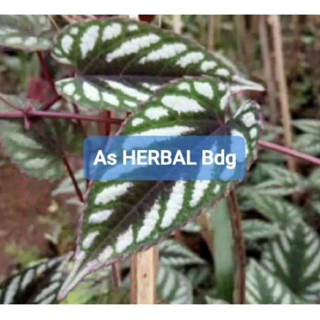 

Daun sirih keraton / daun sirih raja 250 gram fresh-az
