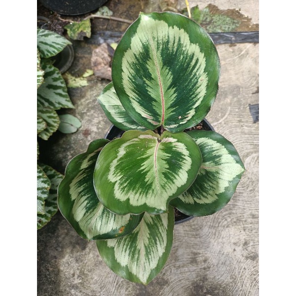 Calathea medalion V2