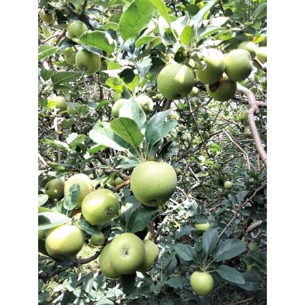 

Apel Manalagi - Nongkojajar