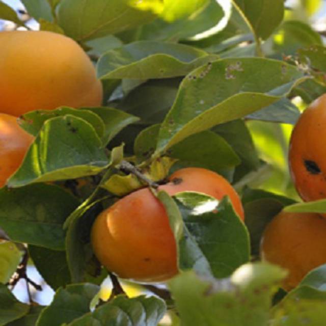 Kesemek BIBIT buah kesemek