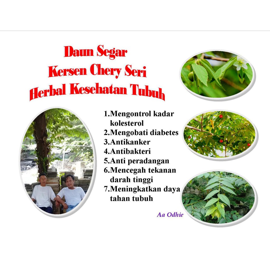 

Daun Segar Cherry Kersen Talok 100 gram Herbal Kesehatan Tubuh