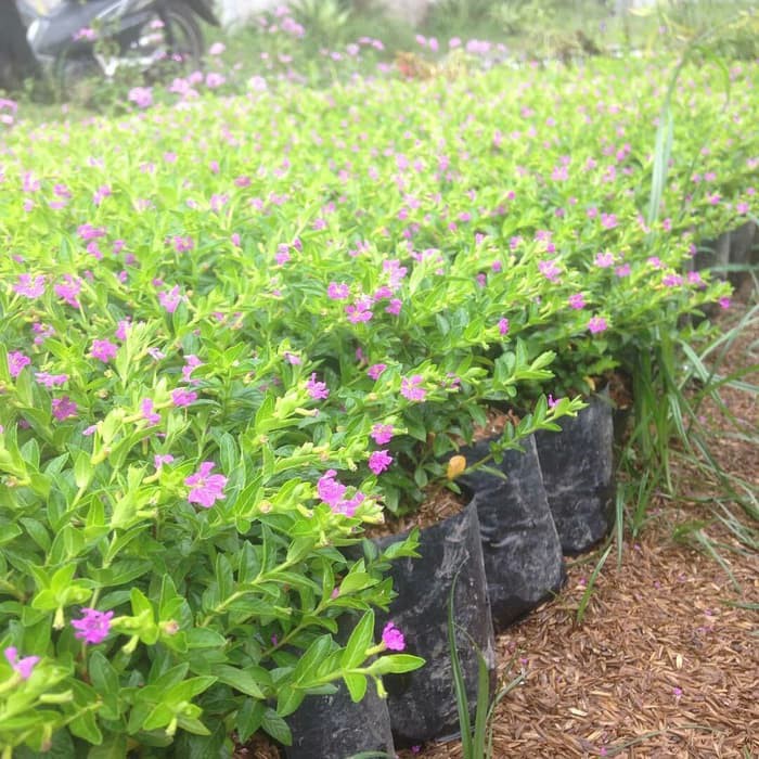 Taiwan Beauty berbunga (Cuphea Hisssopifolia ) - Tanaman Hias  - Bibit Tanaman Hias Hidup Termurah Sedunia