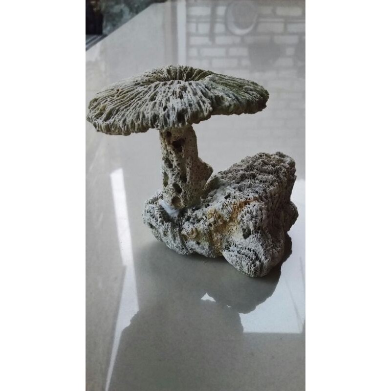 Batu karang laut batu karang hias payung aquarium
