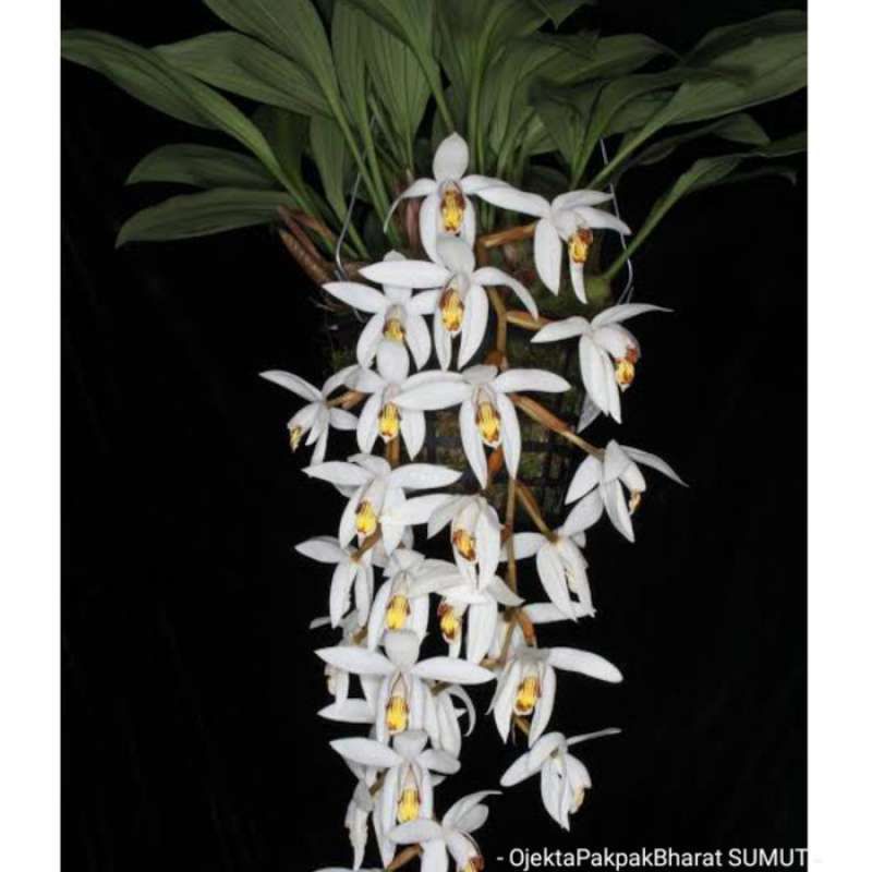 anggrek hutan kalimantan original 100% termurah isi 15-20 pcs termurah
