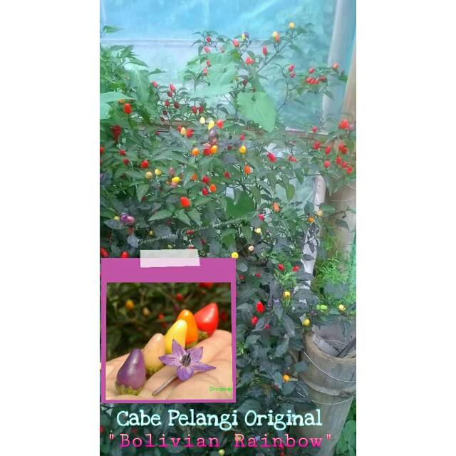 CABE PELANGI "BOLIVIAN RAINBOW" Original