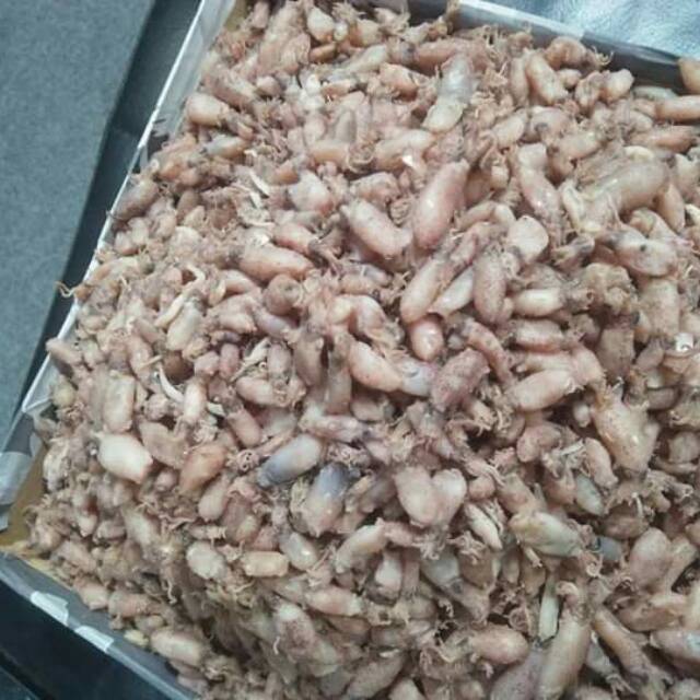 

Baby baby GREAD A cumi promo 500gr/ikan asin/baby cumi premium