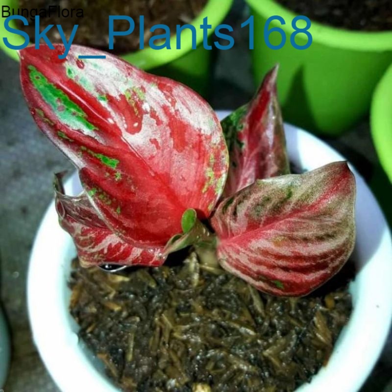 Anakan Aglonema Yohana