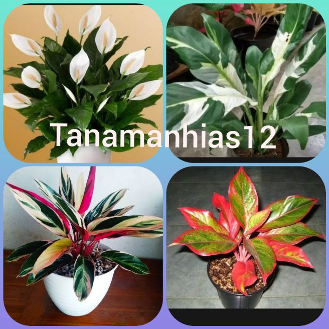 4 tanaman hias hidup aglonema lipstik, kembang sepatu film varigata,kembang sepatu hijau,Nadia Taman